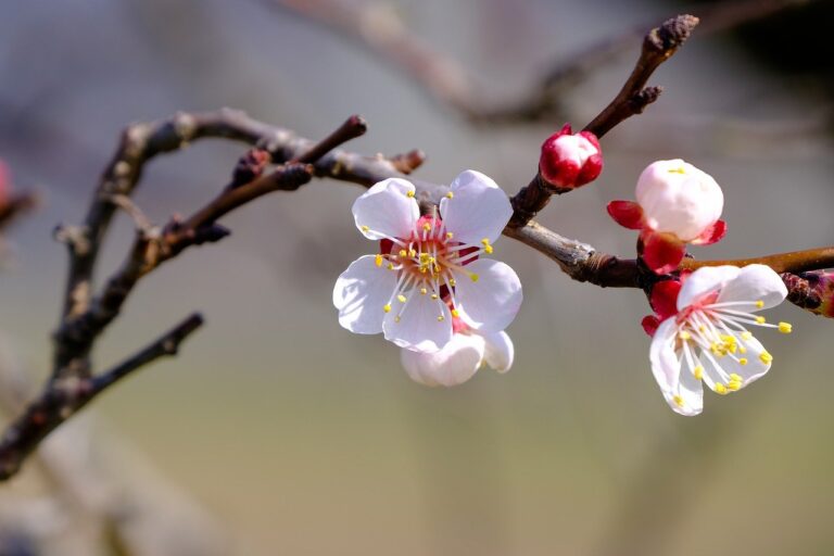 blossom, bloom, tree-7903068.jpg